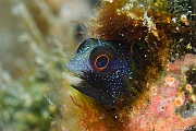 Acanthemblemaria hancocki Blennie bleue-La Paz Swanee-4m-20181030-Denis-ADER-DSC_1390_tn